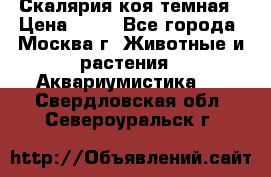 Скалярия коя темная › Цена ­ 50 - Все города, Москва г. Животные и растения » Аквариумистика   . Свердловская обл.,Североуральск г.